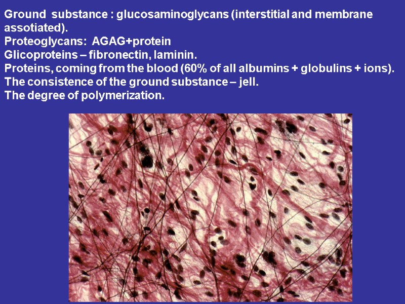 Ground  substance : glucosaminoglycans (interstitial and membrane assotiated). Proteoglycans:  AGAG+protein Glicoproteins –